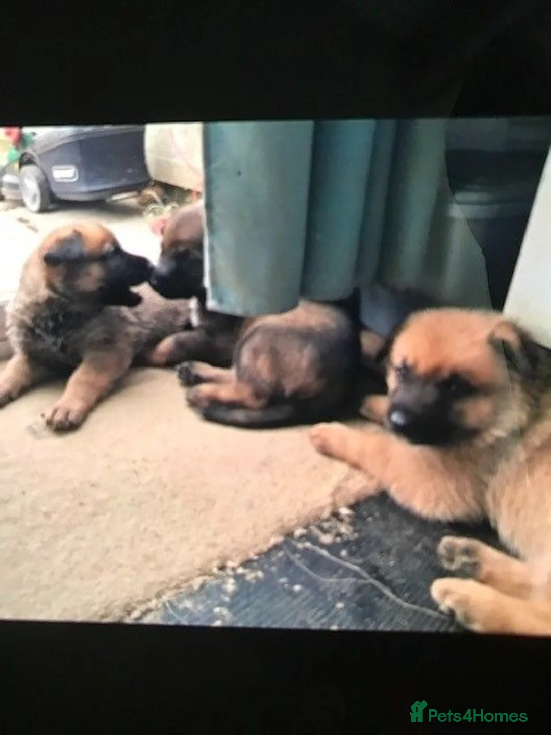 Mixed Breed dogs for sale: Mali X in Chelmsford - Advert 1