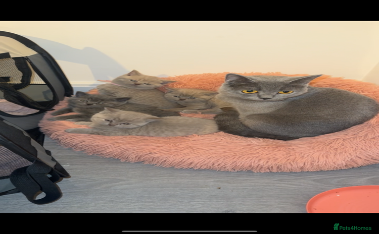 British Shorthair cats Lilac Male British Shorthair for Sale - Advert 8