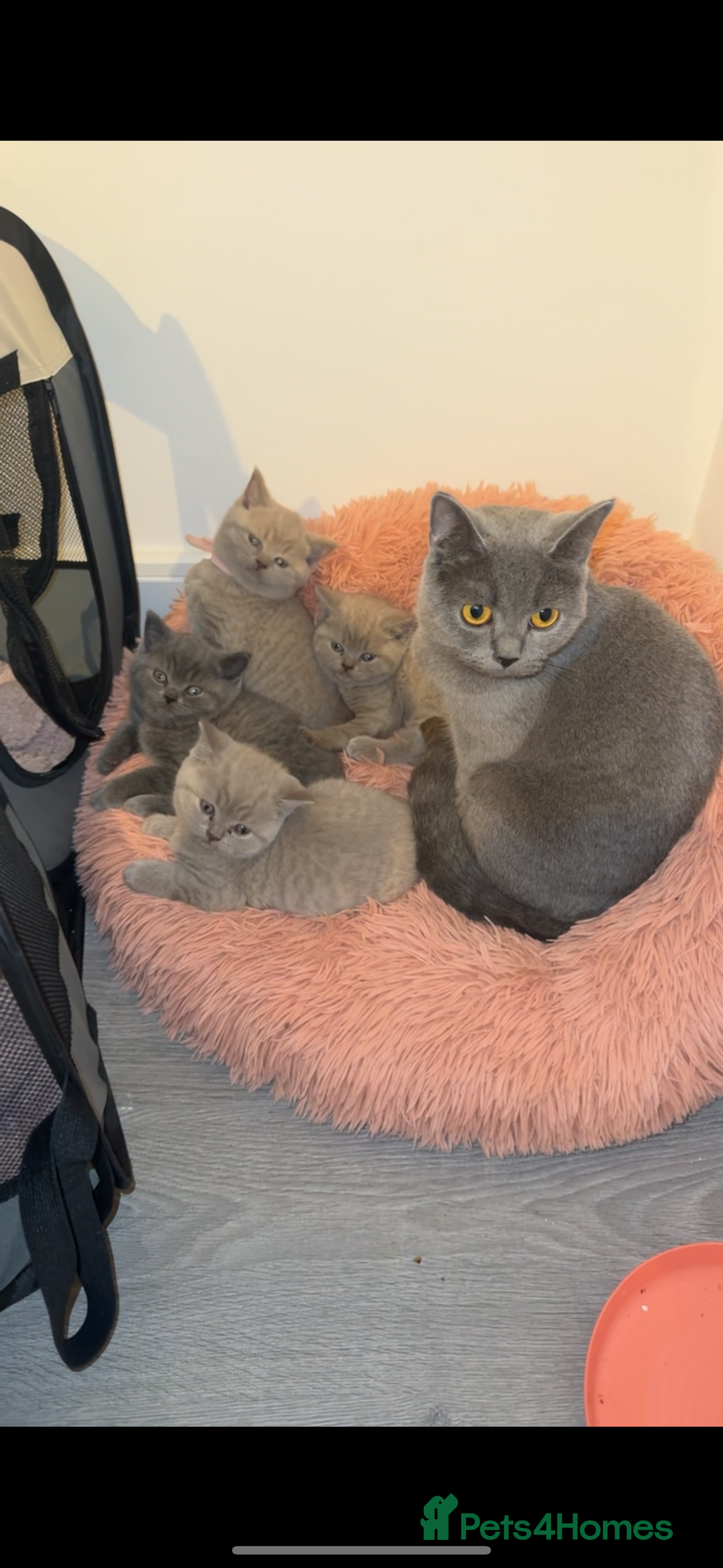 British Shorthair cats for sale: Lilac Male British Shorthair for Sale - Advert 1