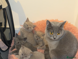 British Shorthair cats Lilac Male British Shorthair for Sale - Advert 1