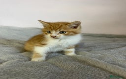 British Shorthair cats for sale: Four kittens ready to go (prices vary) - Image 9