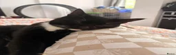 Domestic Shorthair cats for sale: Black and white kittens  - Advert 3