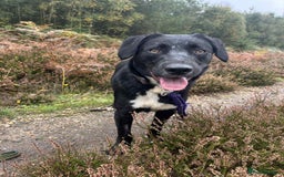 Mixed Breed dogs for adoption: Barney - Norwich norfolk  - Image 2