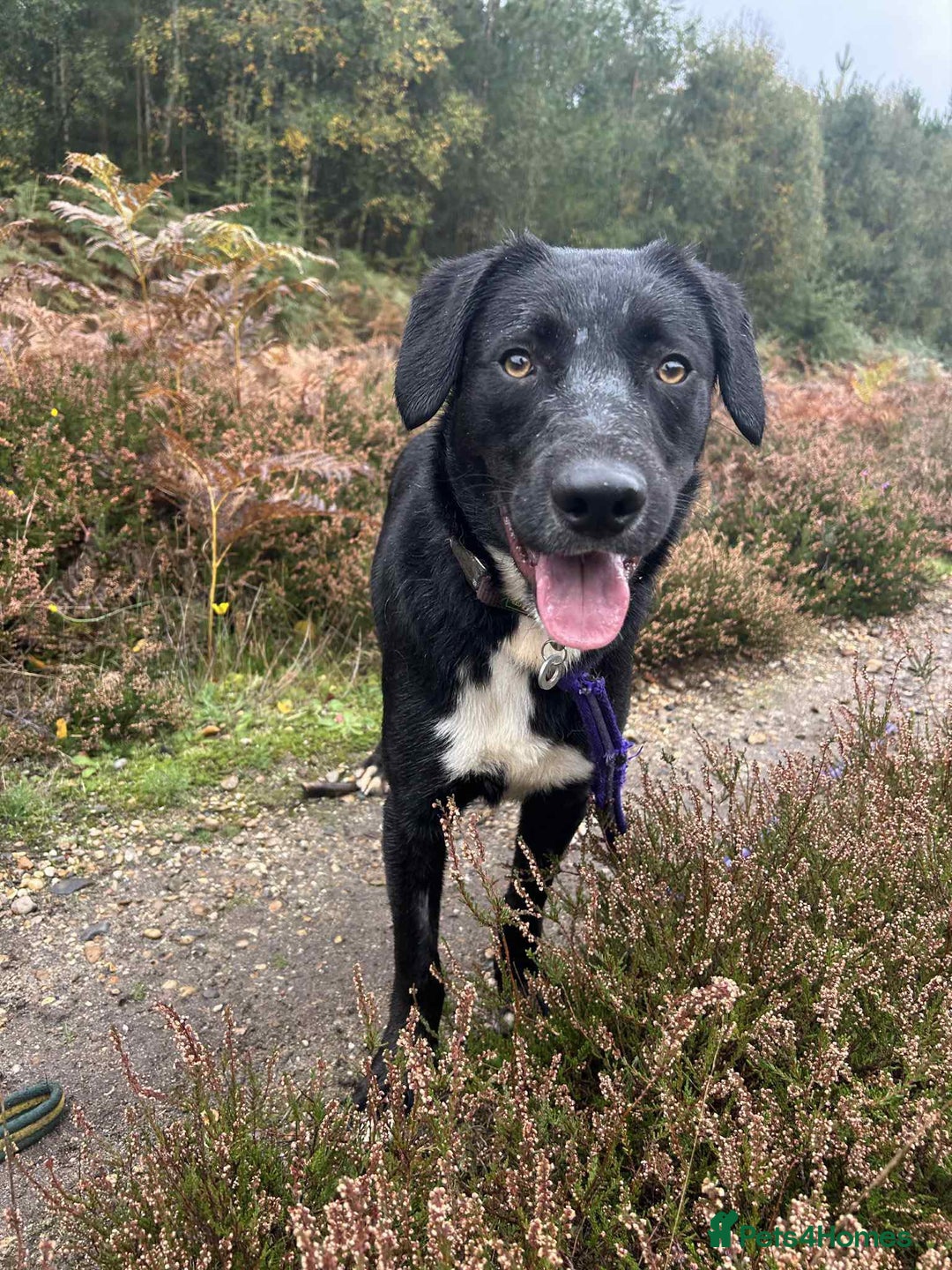 Mixed Breed dogs for adoption: Barney - Norwich norfolk  - Image 2