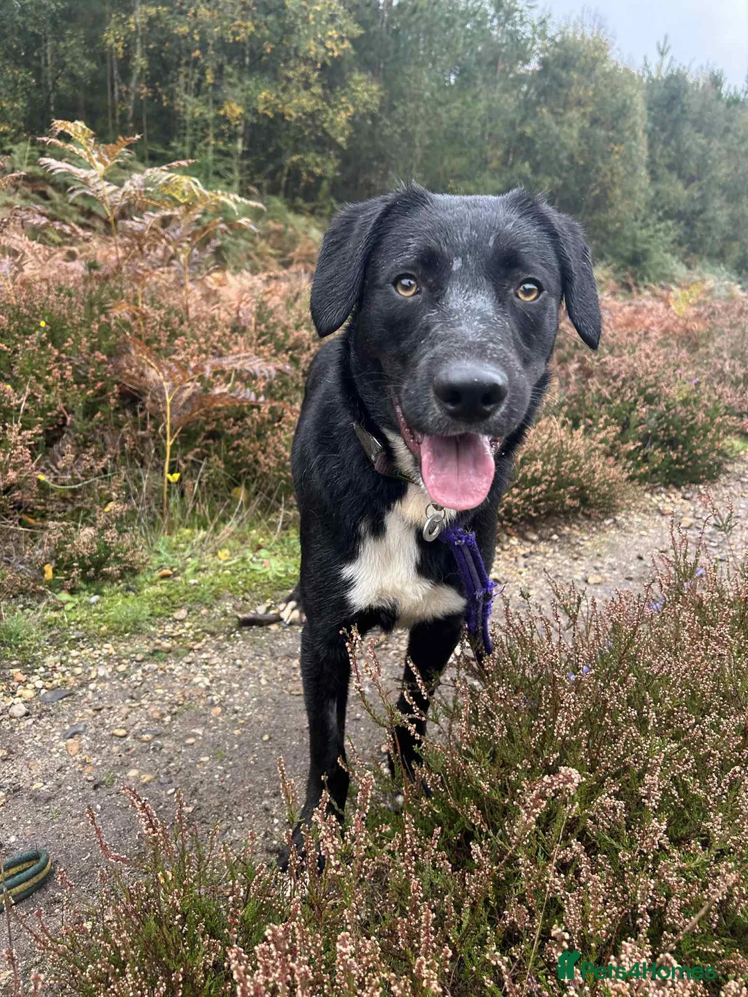 Mixed Breed dogs for adoption: Barney - Norwich norfolk  - Advert 2