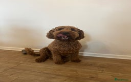 Cavapoo dogs for sale: Cavapoo for rehoming - Image 2