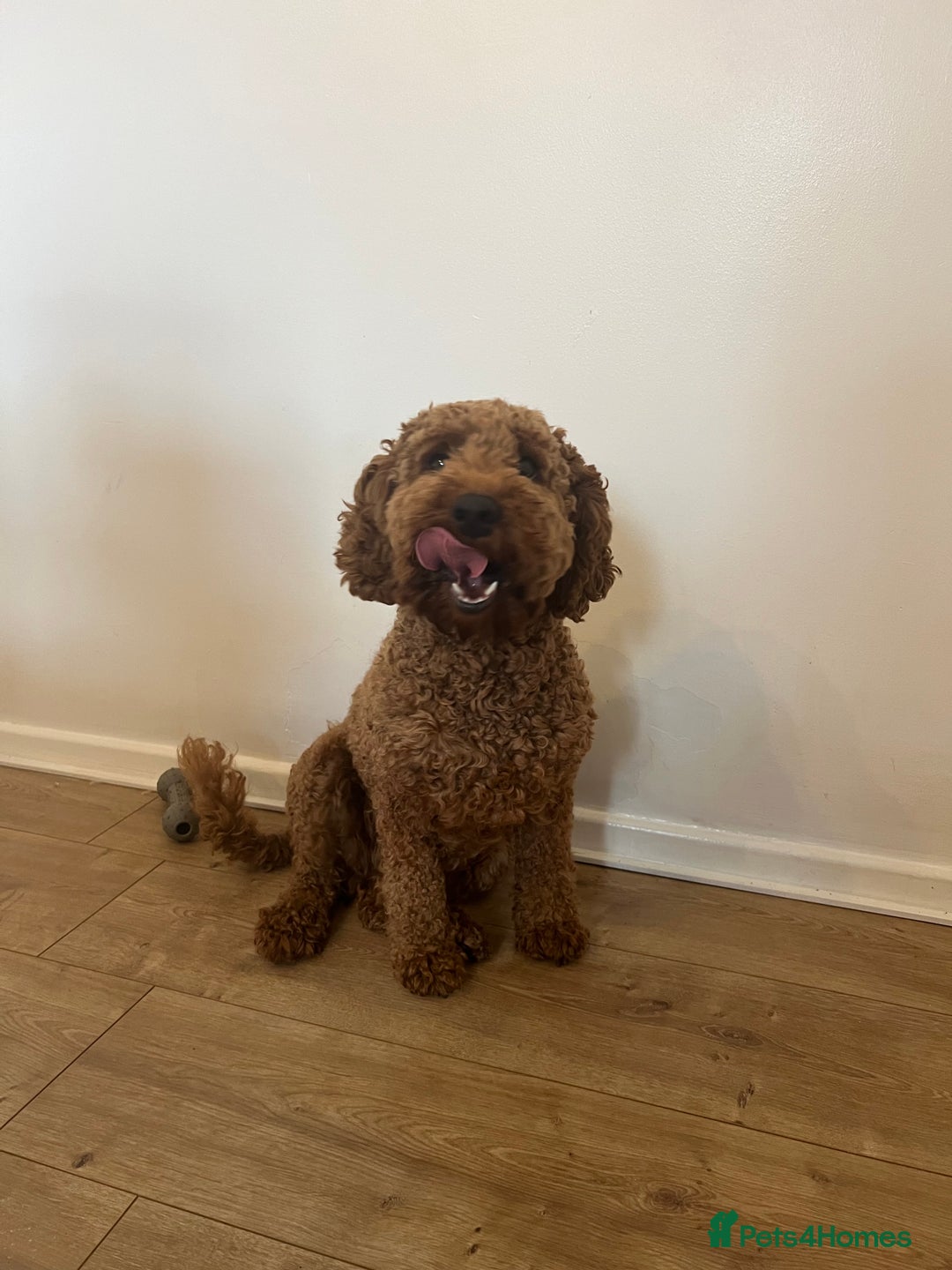 Cavapoo dogs for sale: Cavapoo for rehoming - Image 2