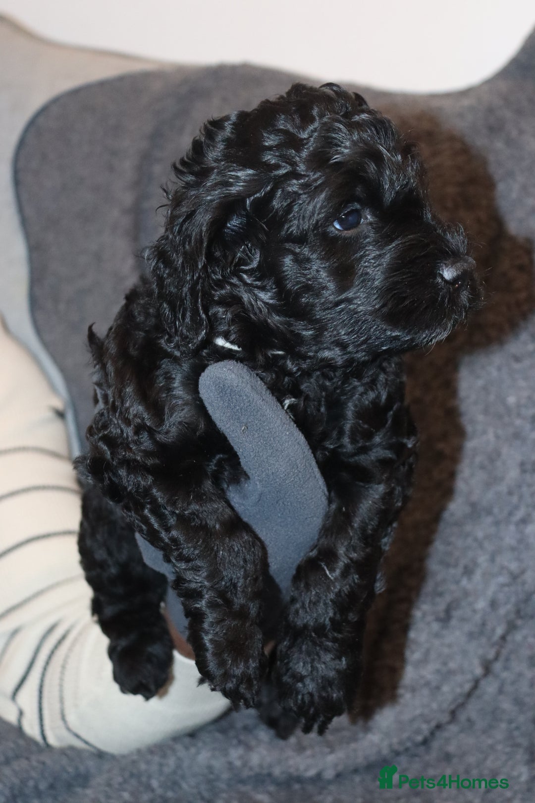 Cockapoo dogs for sale: Adorable Puppies Looking for Their Forever Homes! - Advert 14