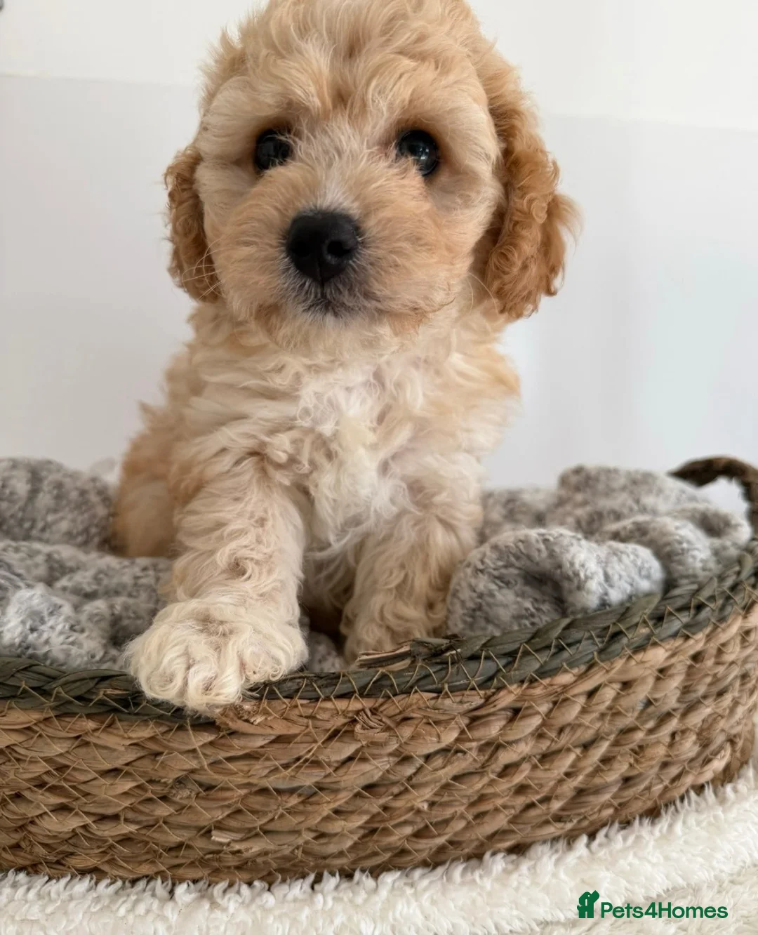 Cavapoochon dogs for sale: Beautiful male Toy Cavapoochon  - Advert 2