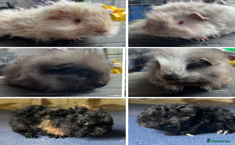 Guinea Pig rodents - Advert 4