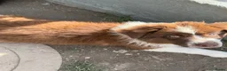 Mixed Breed dogs for sale: Fully vaccinated  Samoyed / Australian Shepard  - Advert 9