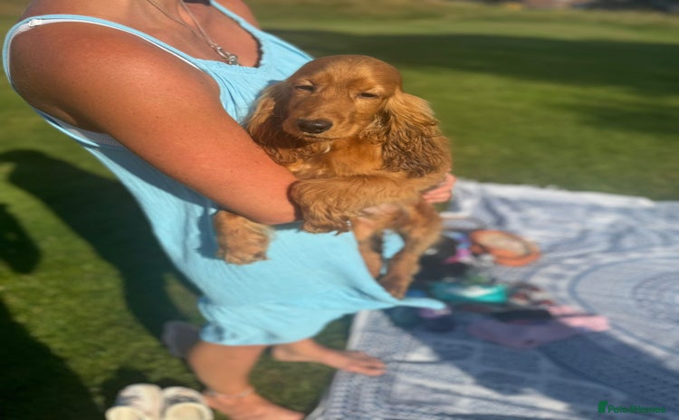 Cocker Spaniel dogs - Advert 2