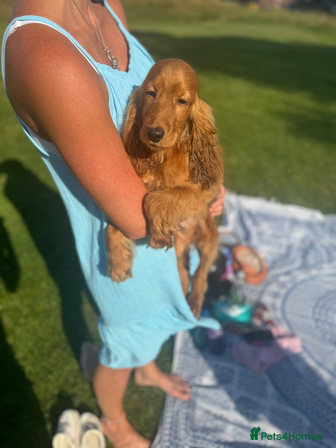 Cocker Spaniel dogs for sale: 😍 Beautiful Golden Cocker Spaniel Puppy Boy - Image 1