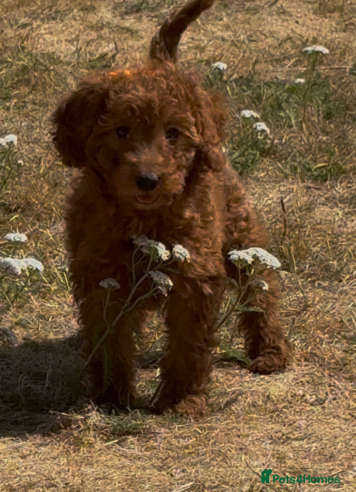 Cockapoo dogs Adorable cockapoo (2 available) - Advert 16