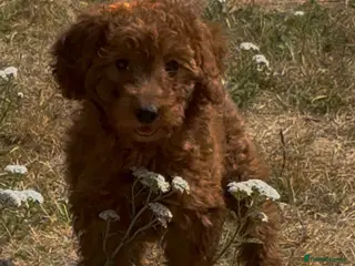 Cockapoo dogs Adorable cockapoo (2 available) - Advert 16