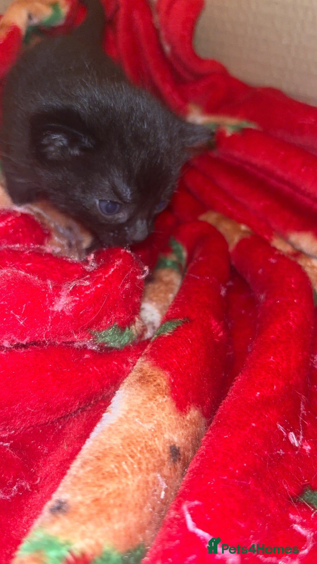 Bengal cats for sale: Bengal kittens  - Advert 14