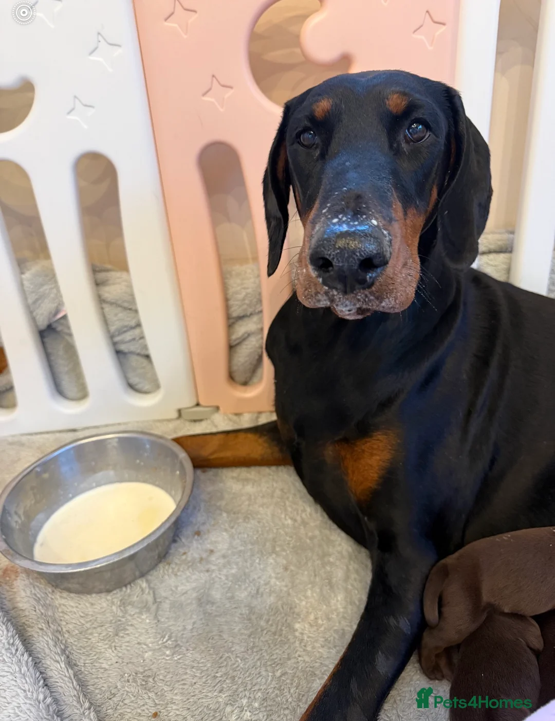 Dobermann dogs for sale: OUTSTANDING FULL EUROPEAN DOBERMAN - Advert 16