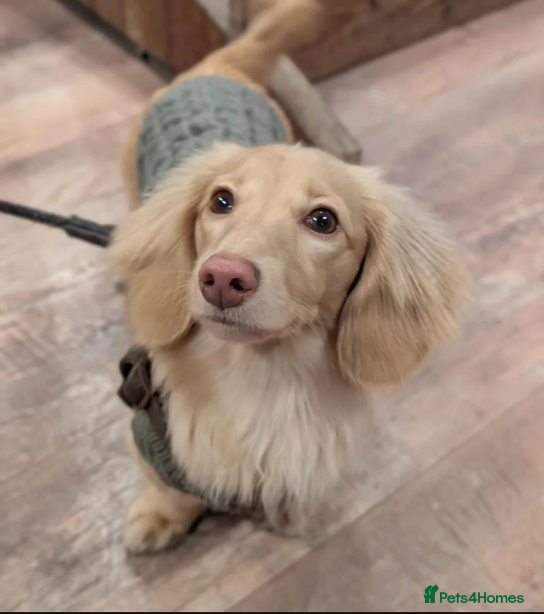 Miniature Dachshund dogs for stud: Minature long haired Dachsund  - Advert 1