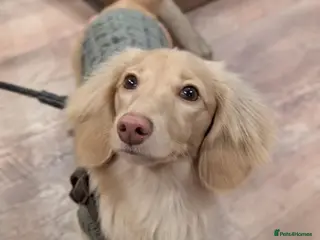 Miniature Dachshund dogs Minature long haired Dachsund - Advert 1