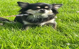 Chihuahua dogs for sale: 🐾Long haired chihuahua pups🐾2 boys💙💙1 girl💜 - Image 7