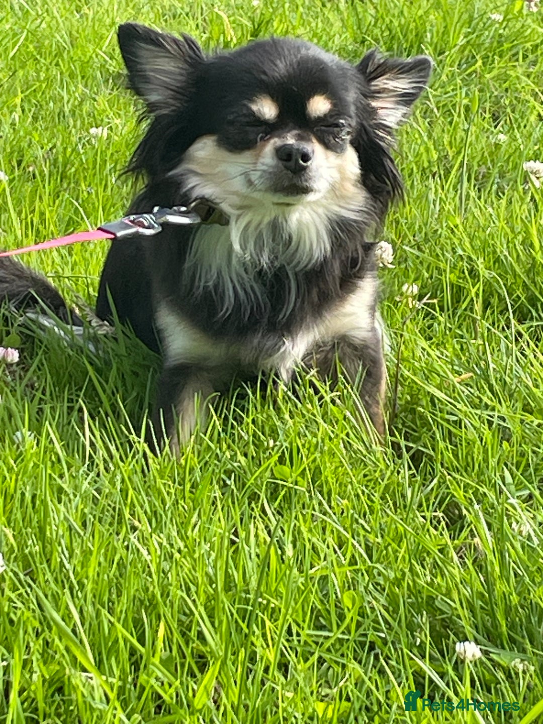 Chihuahua dogs for sale: 🐾Long haired chihuahua pups🐾2 boys💙💙1 girl💜 - Image 7