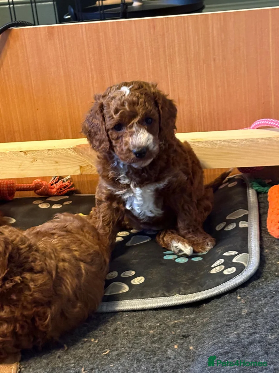 Miniature Poodle dogs for sale: Red moyen (medium) poodle puppy - Advert 11