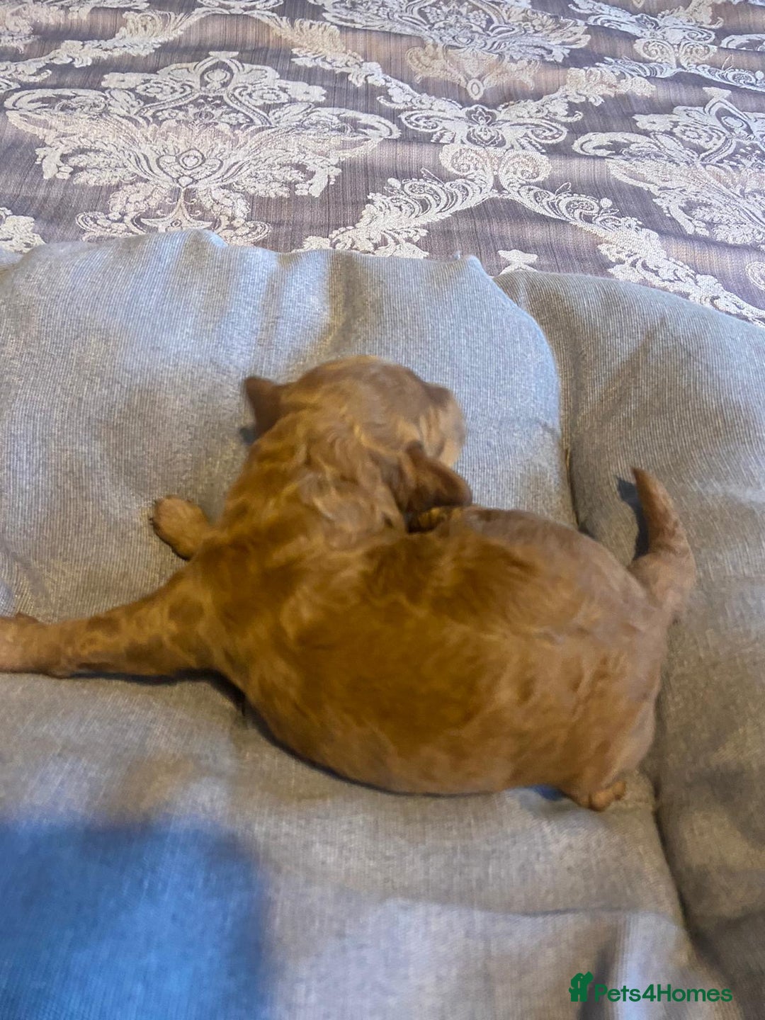 Cockapoo dogs for sale: Beautiful puppies in time for  ** ! 🐶 🥰  **   - Image 23