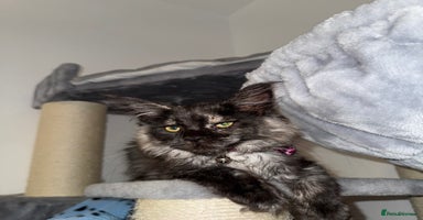 Maine Coon cats - Advert 4
