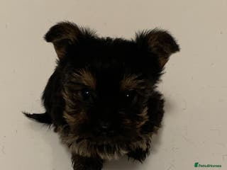 Yorkshire Terrier dogs Minature Yorkshire terrier puppies for sale - Advert 9