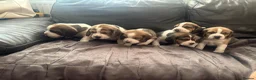Beagle dogs for sale: Stunning Beagle puppies  - Advert 4