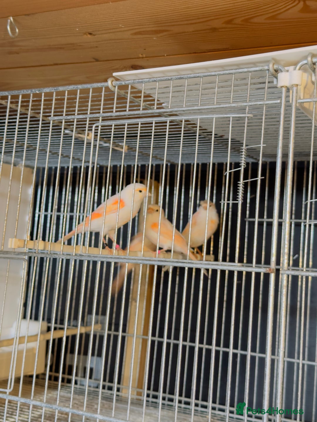 Canaries birds for sale: Portuguese Harlequin canaries. - Image 3