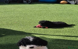 Maltipoo dogs for sale: Maltipoo puppies ready now  - Image 27