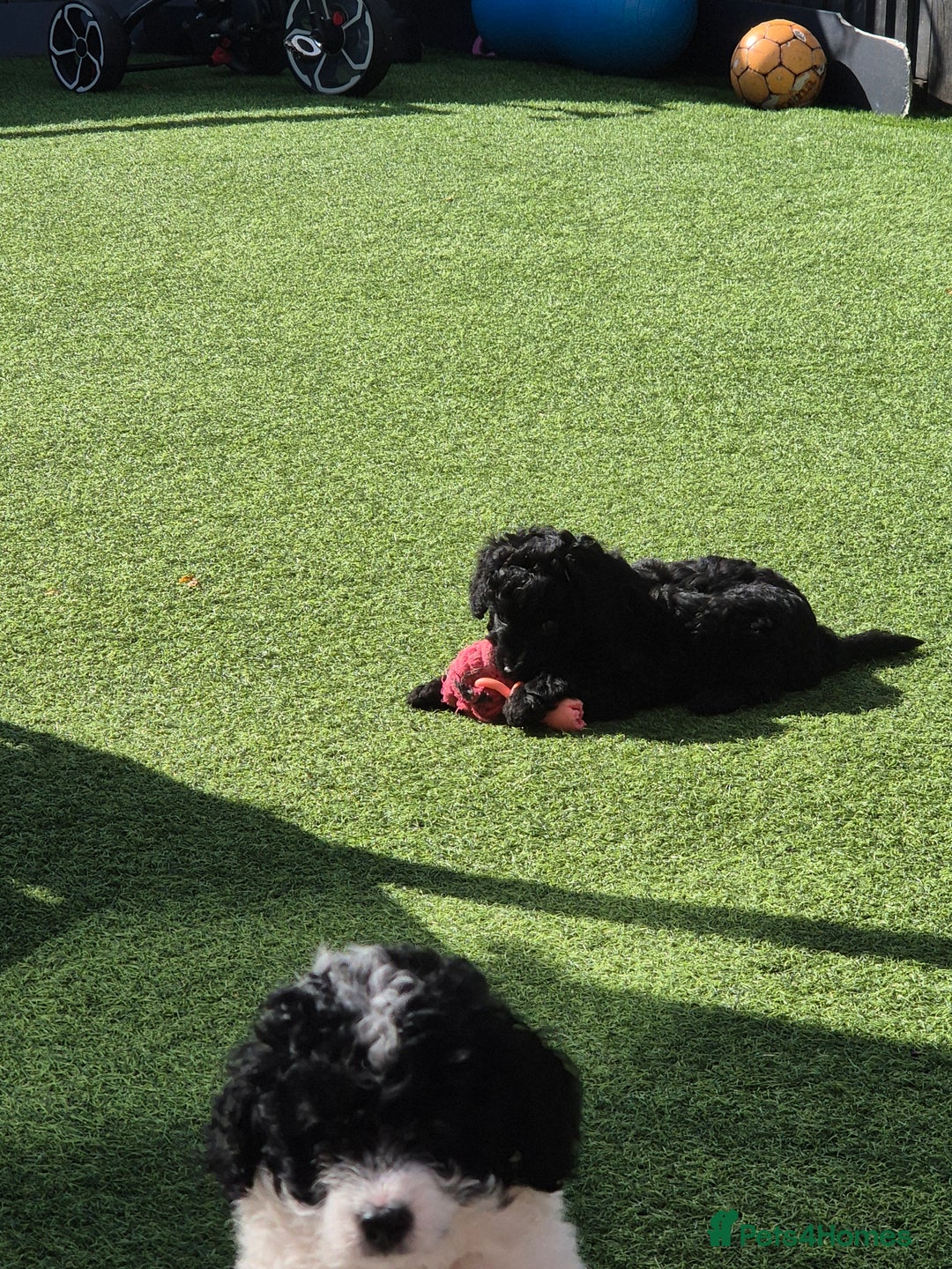 Maltipoo dogs for sale: Maltipoo puppies ready now  - Image 27