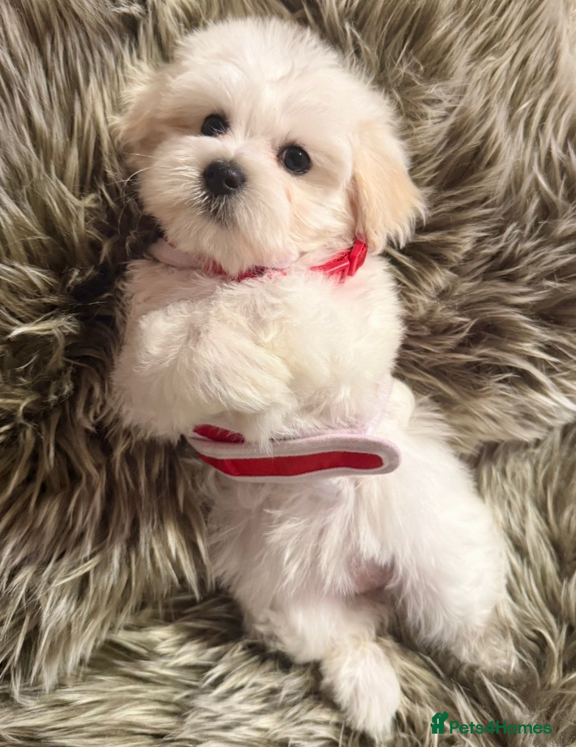 Maltipoo dogs TOP QUALITY MALTIPOO GIRLS READY NOW! - Advert 6