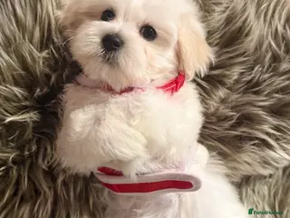Maltipoo dogs TOP QUALITY MALTIPOO GIRLS READY NOW! - Advert 5