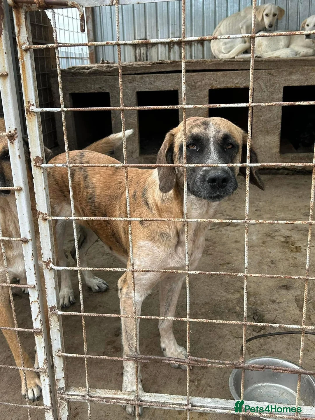 Mixed Breed dogs for adoption: Darcy - Norwich Norfolk  in Norwich - Advert 23