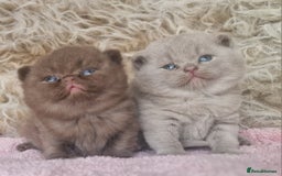 British Shorthair cats for sale: Tica registered British Shorthair kittens Champion - Image 13
