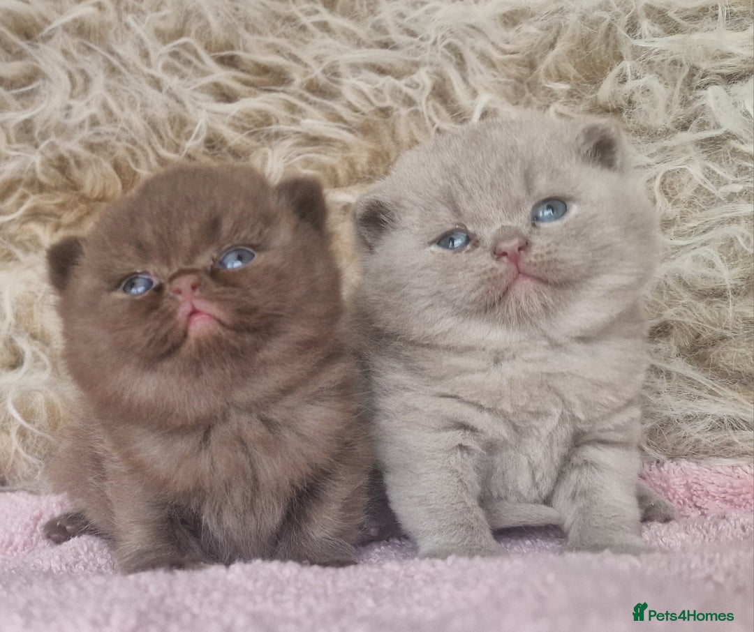 British Shorthair cats for sale: Tica registered British Shorthair kittens Champion - Image 13