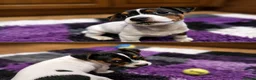 Jack Russell dogs for sale: Jack Russell puppies  - Advert 4