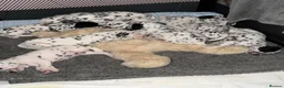 Dalmatian dogs for sale: 🐾Our Last Boy looking for forever home 🐶 💙 - Advert 18