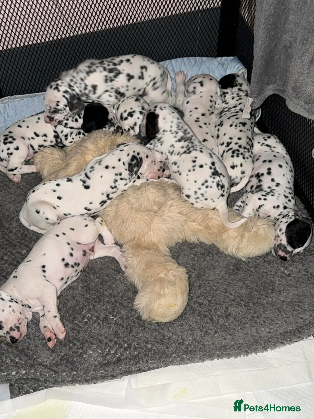 Dalmatian dogs for sale: 🐾Our Last Boy looking for forever home 🐶 💙 - Advert 18