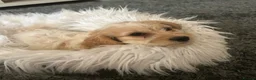 Cockapoo dogs for sale: Cockapoo pups - Advert 5