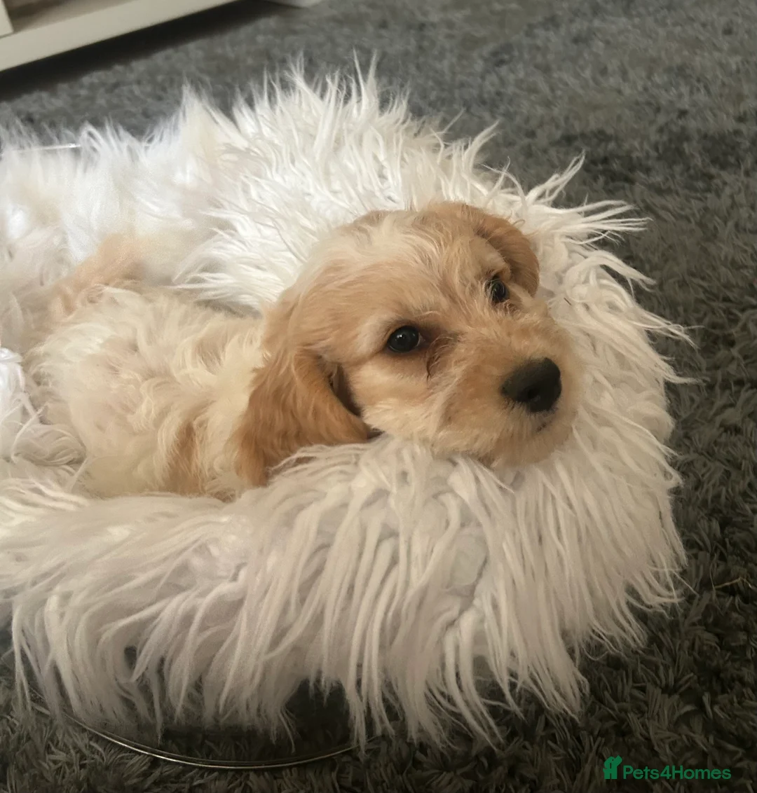 Cockapoo dogs for sale: Cockapoo pups - Advert 5