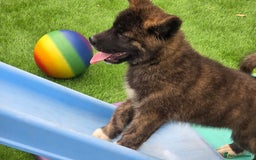 Mixed Breed dogs for sale: Beautiful Malamute x akita puppies  - Image 7