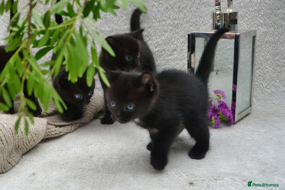 Mixed Breed cats for sale: Beatiful Maine-Coone/Bombay Kittens - Image 9