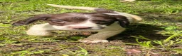 English Springer Spaniel dogs for sale: English Springer Spaniel pups for sale! - Advert 5