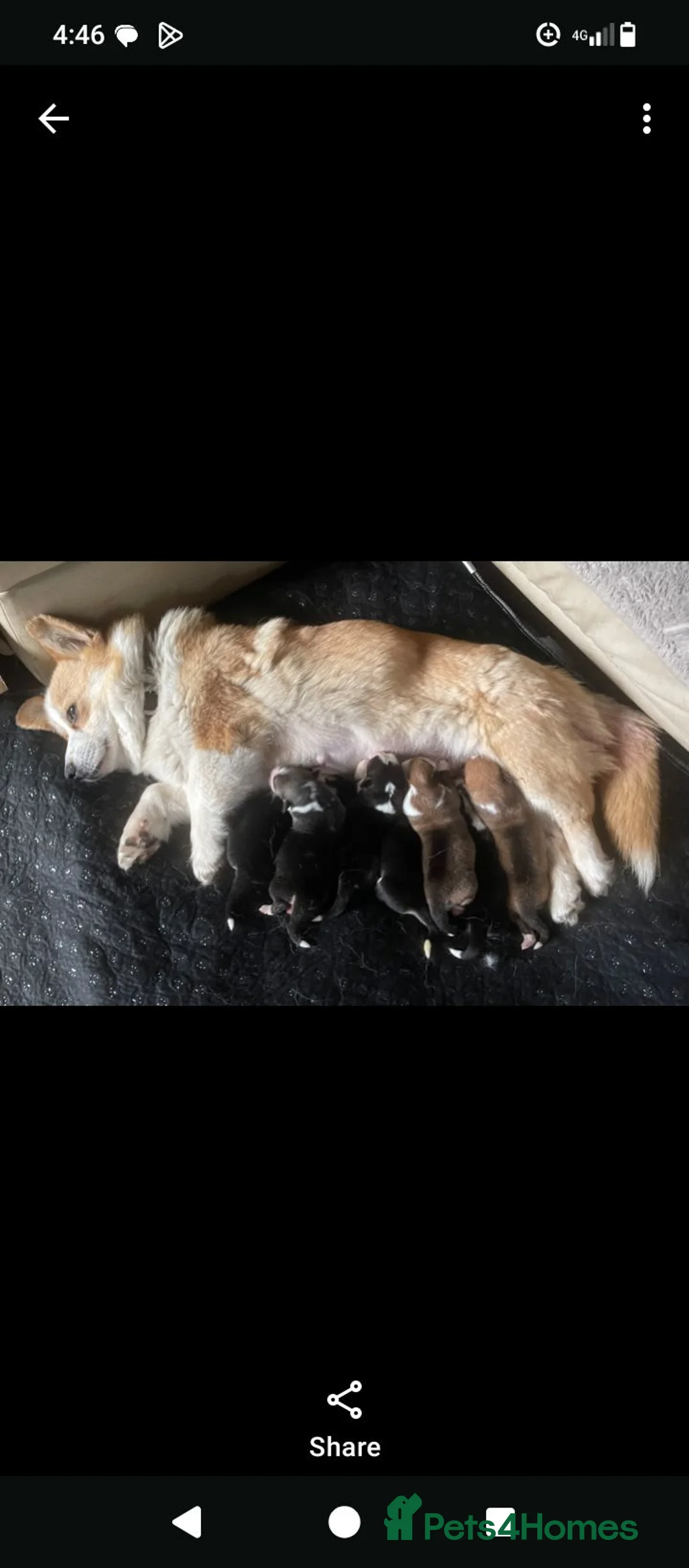 Welsh Corgi Pembroke dogs for sale: KC registered health tested parents  in Chester-le-Street - Advert 1