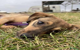 Mixed Breed dogs for adoption: Meet Rossie, currently residing in Essex  - Image 6
