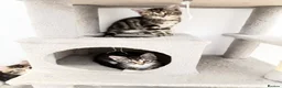Mixed Breed cats for sale: 7 Adorable Mixed Breed Kittens - Advert 11