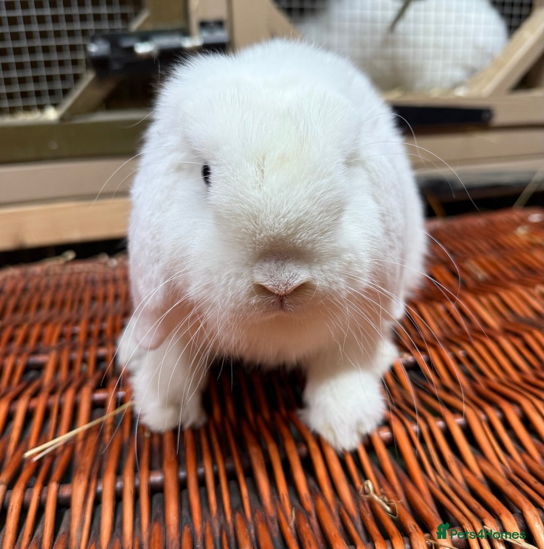 Mini Lop rabbits for sale: Two mini lop boys - Advert 2